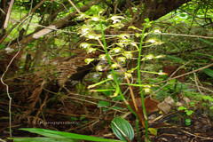 Chrysoglossum ornatum